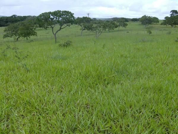 Fazenda escriturada formada ao lado de Brasília troca 61 9 * - Foto 2
