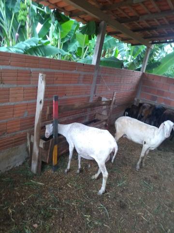 Ovelhas e carneiros - Foto 5