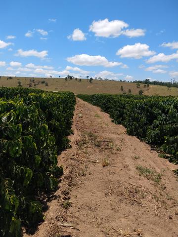 Propriedade rural Nova Venécia - Foto 8