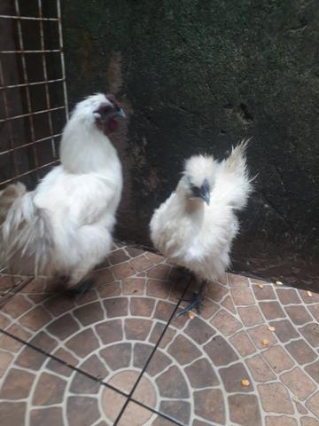 Galinha sedosa do japão 150,00reais o casal - Foto 2