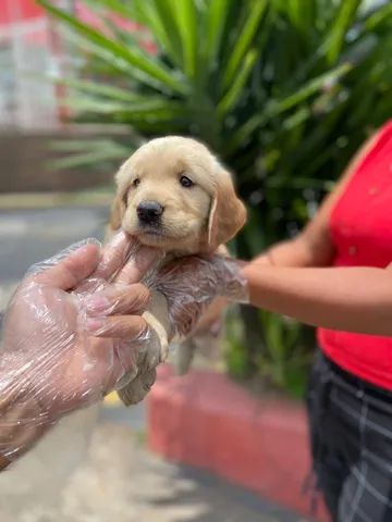 Golden Retriever bem fofinhos $$ - Cachorros e acessórios - Perdizes, São  Paulo 904740490