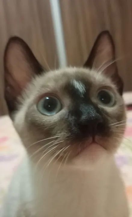 PRECISO DE UM LAR, ALGUÉM QUER ME ADOTAR? - Foto 2