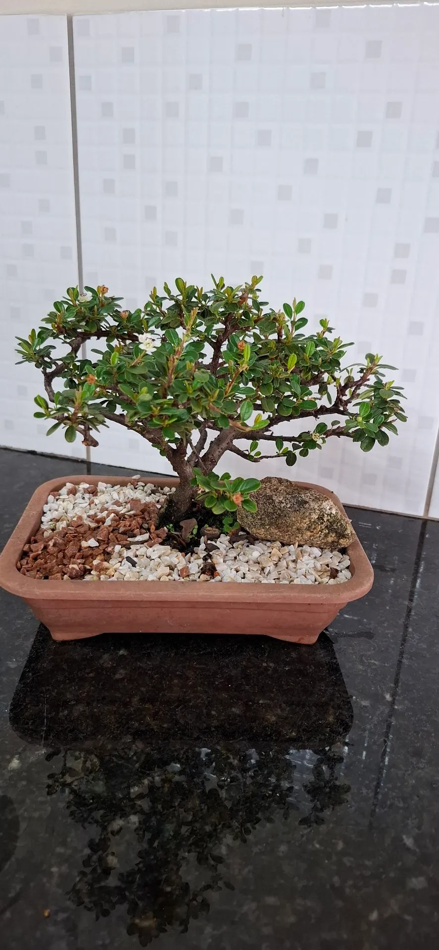 Bonsai Cotoneaster 8 anos de idade