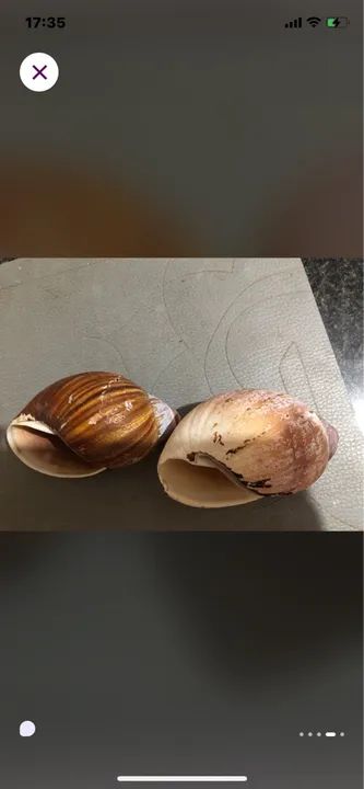 Conchas do mar p colecionadores - Foto 2