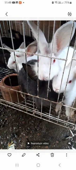 Coelho branco de raça 