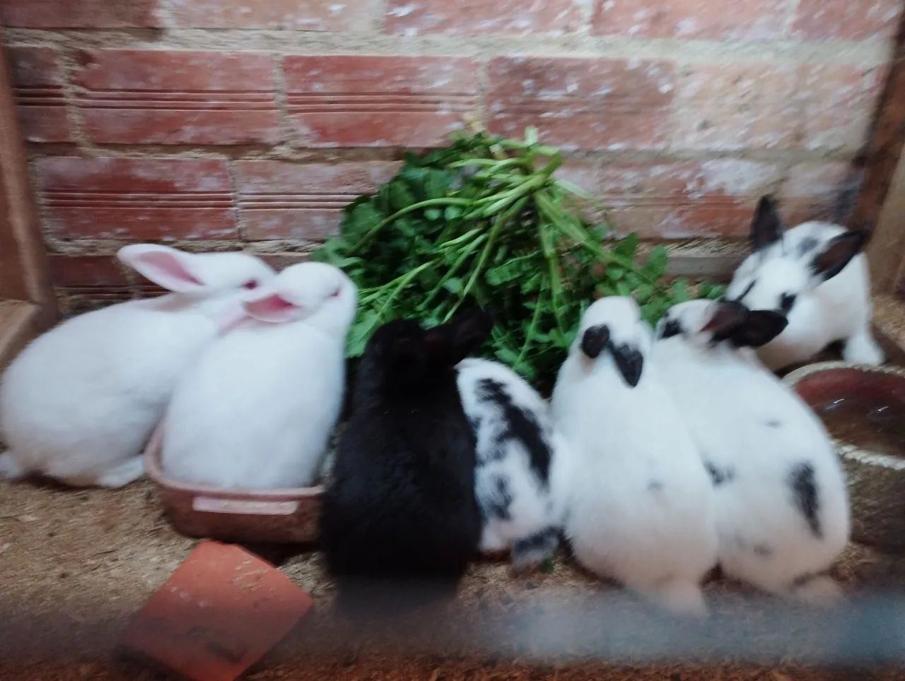 Coelhos Adualtos e filhotes