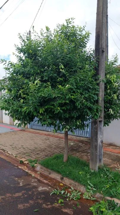 Jardinagem e podas 