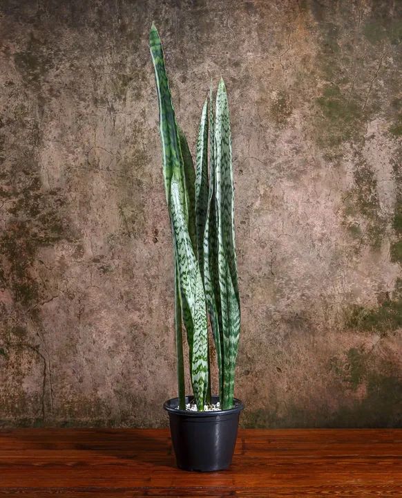 Planta Espada de S. Jorge 