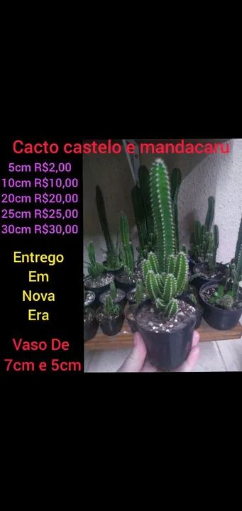 Cacto castelo e mandacaru - Diversos tamanhos