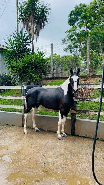 Linda égua Paint Horse