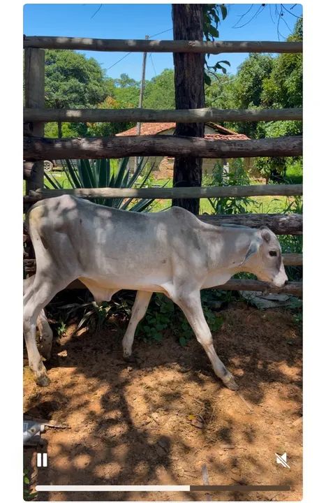 Bezerros nelores e nelorados. - Foto 6