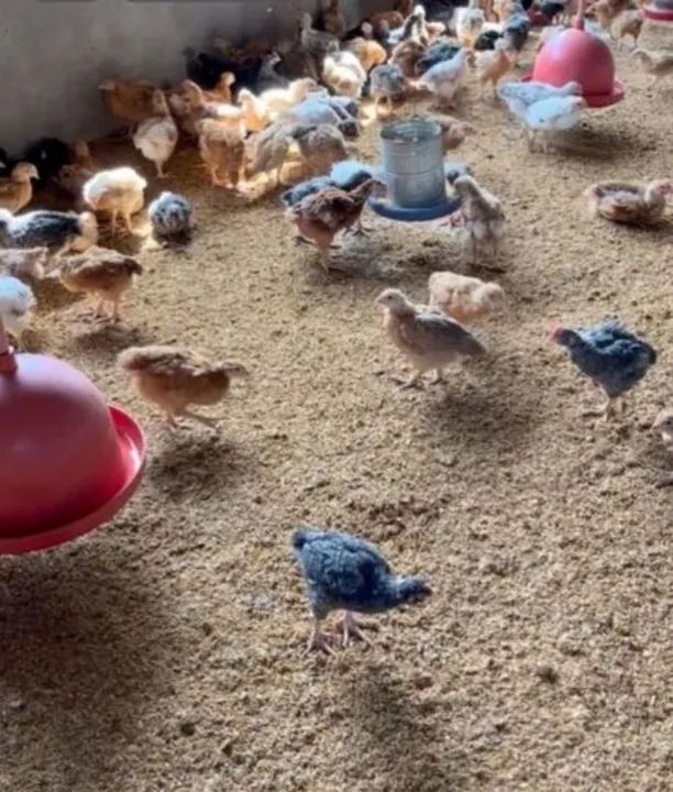 Excelente chácara 3,24 hect. c/ estrutura e formada para plantação! Direto c/ proprietário - Foto 12