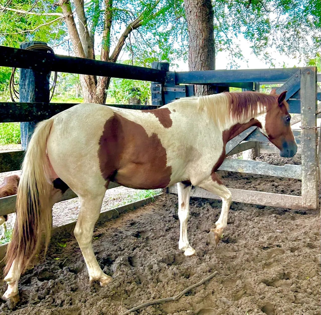 Cavalos PAINT HORSE - Foto 4