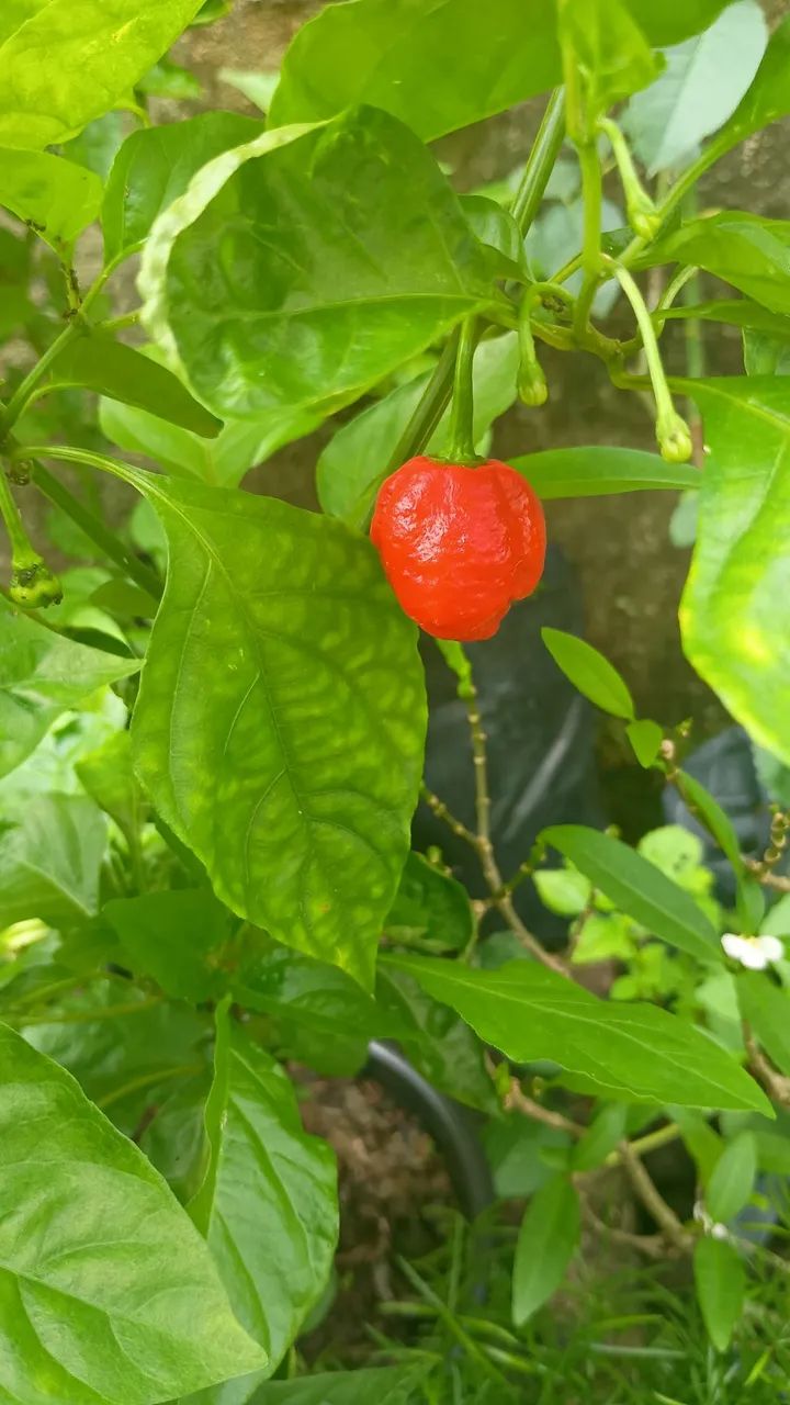 Planta pimenta variadas - Foto 5