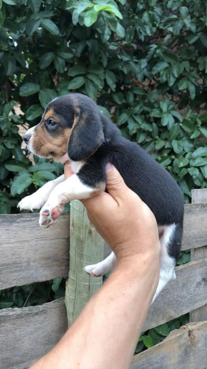 Beagle Alegre e Inteligente! Pronto para Entrega
