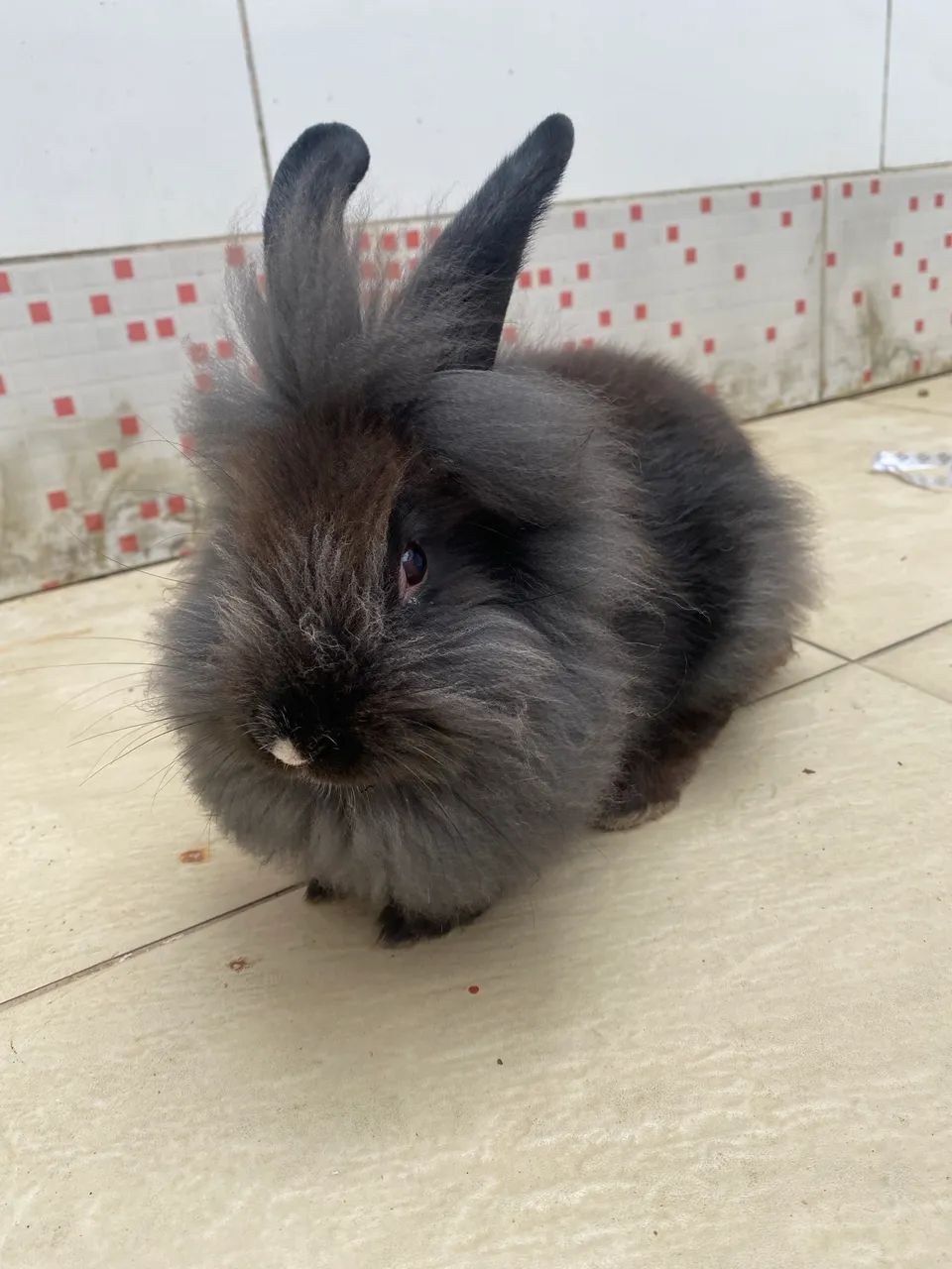 Vendo Coelhos Curicica 