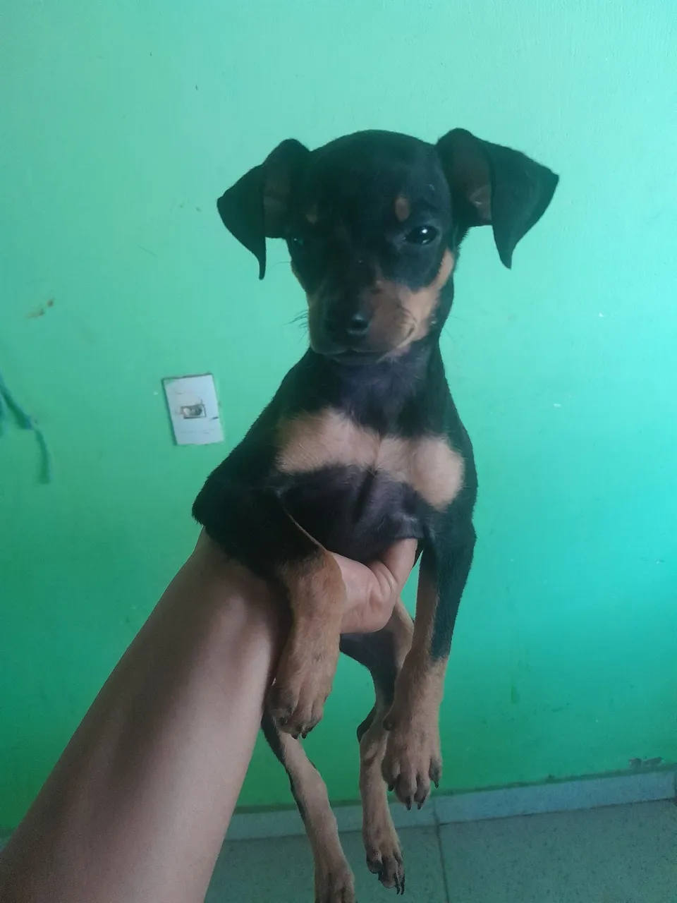 Filhote de Pinscher