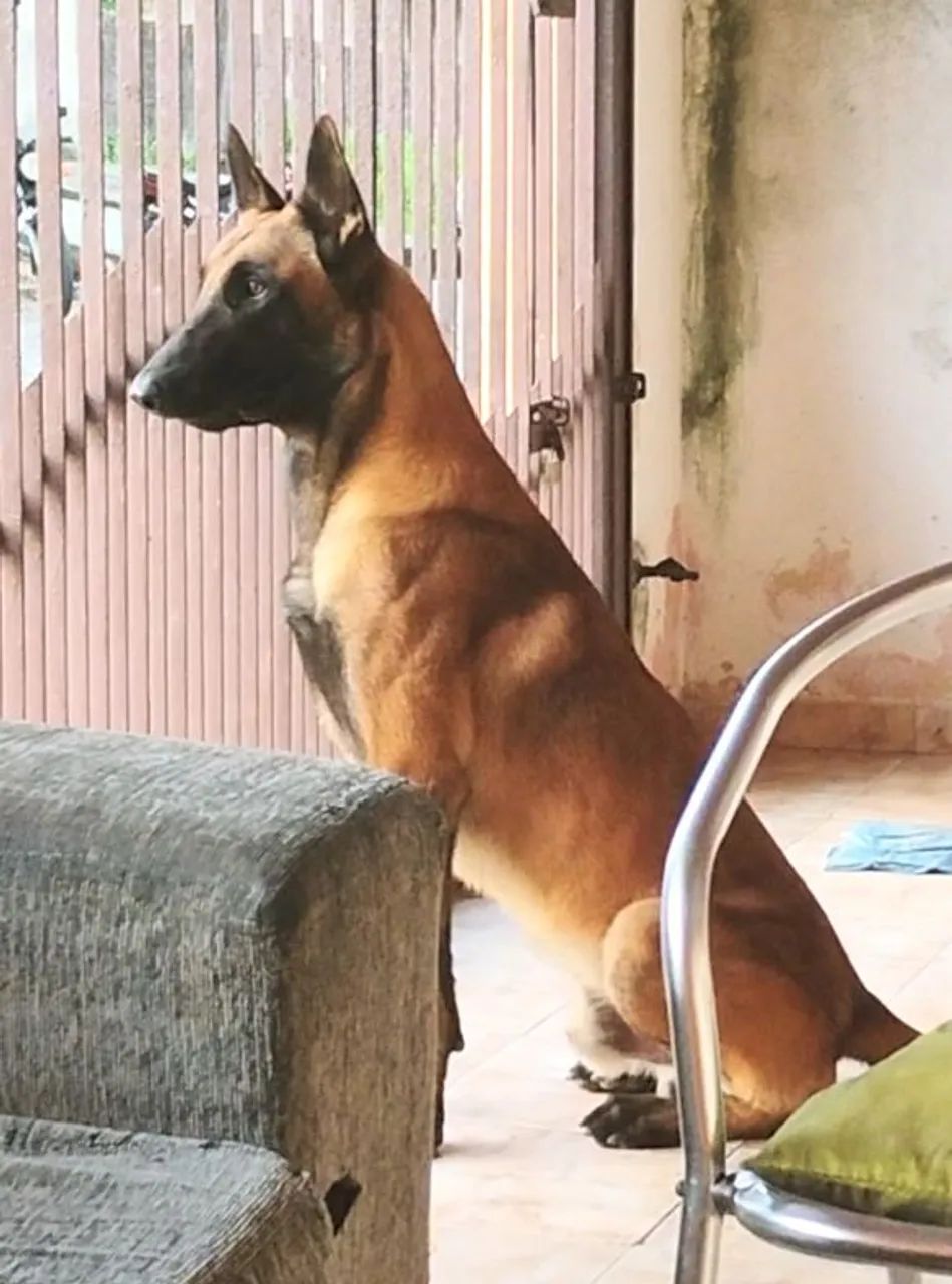 Cachorro Pastor Belga de Malinois  - Foto 5