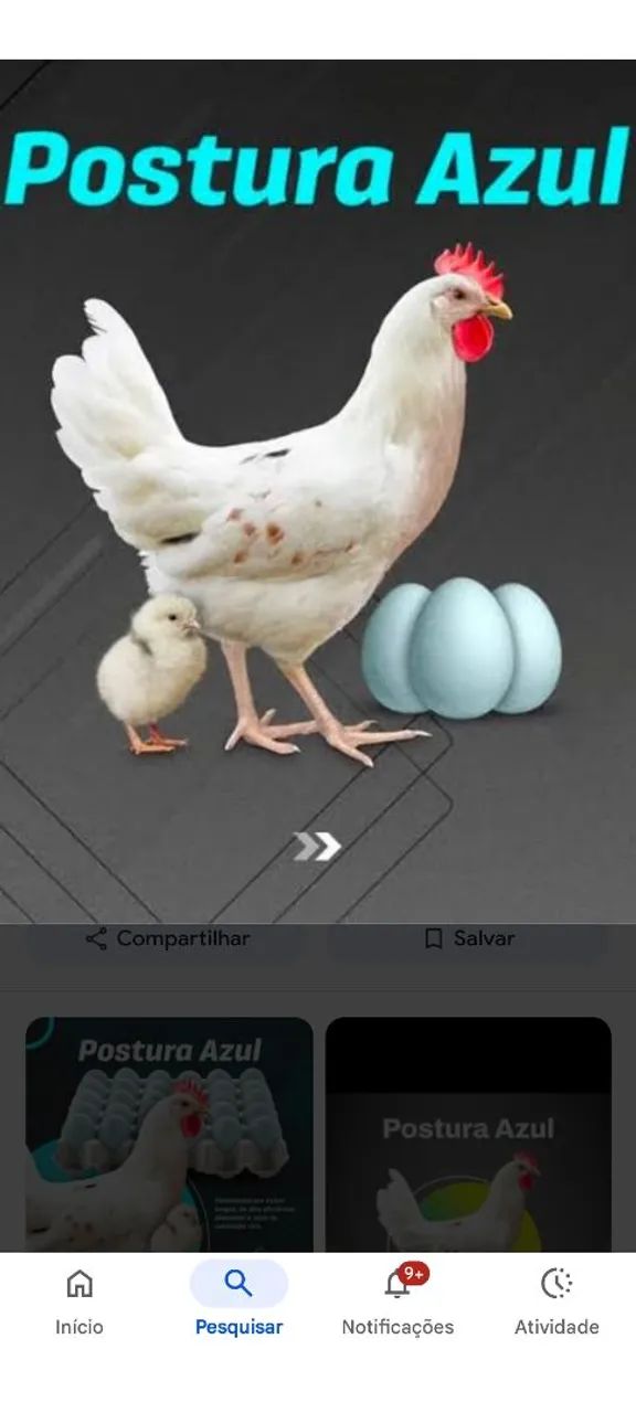 Pintinhos  Postura Azul - Ovos Azuis