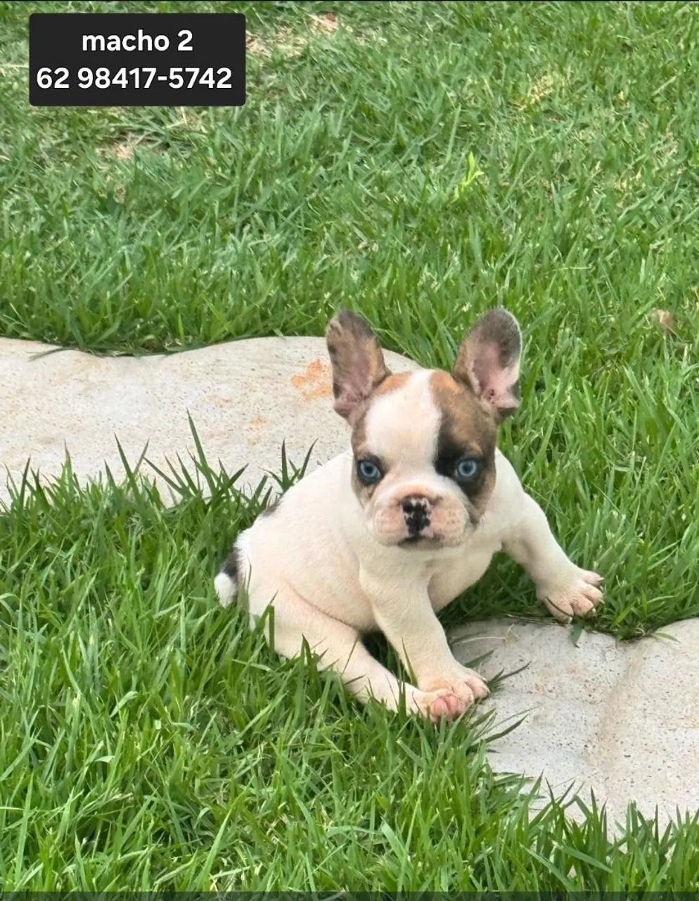 Bulldog Francês e Inglês, Monta e Filhotes  - Foto 5