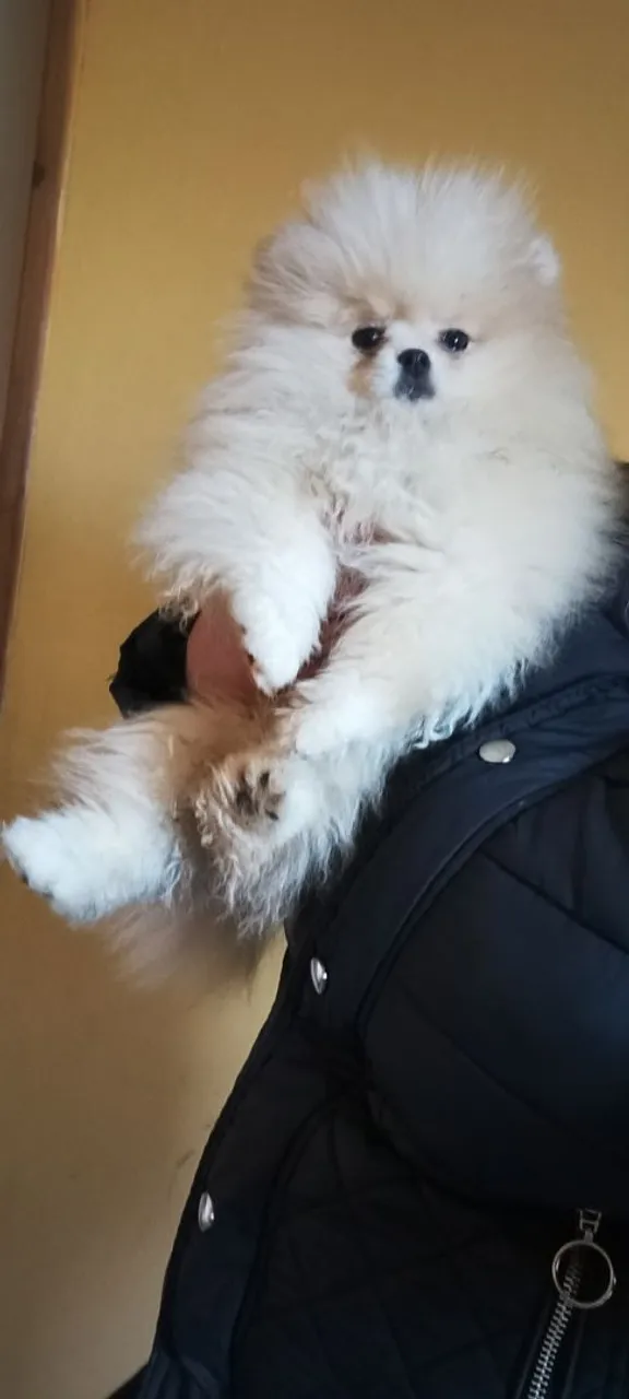 Filhote de Spitz Alemão Pomerania anão