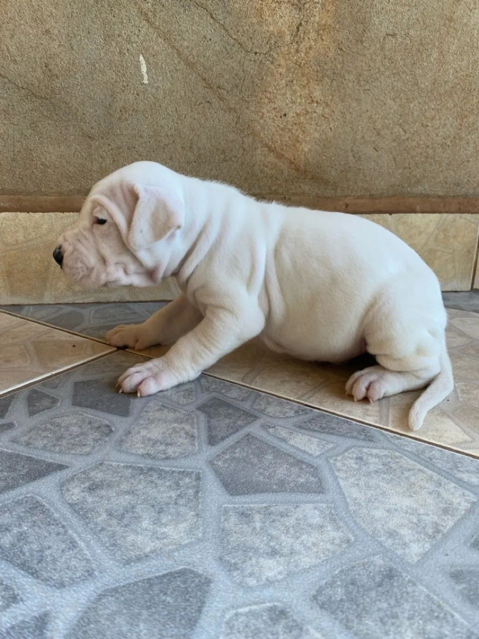 Filhote de Dogo Argentino - Foto 5
