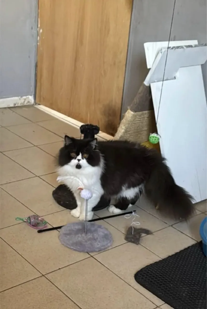 Gata Persa Fêmea bicolor - Linda e Charmosa!