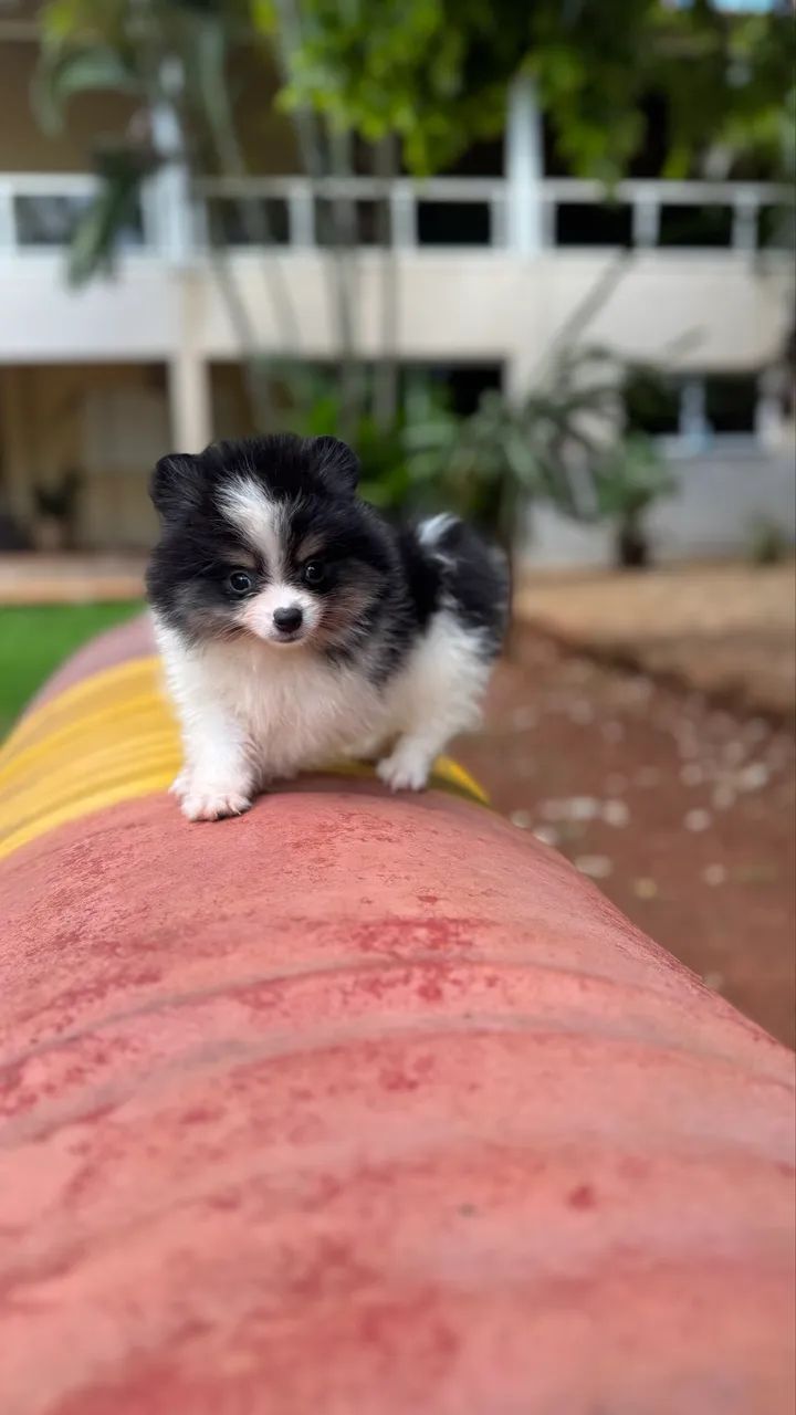 Lulu da Pomerania Anão  - Foto 5