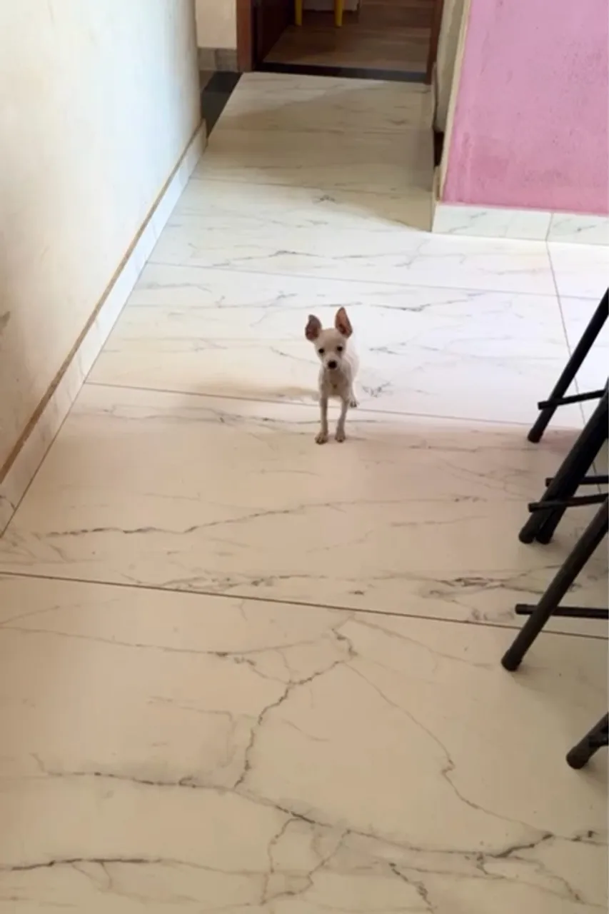 Pinscher fêmea 4 meses, para pessoas exigentes!