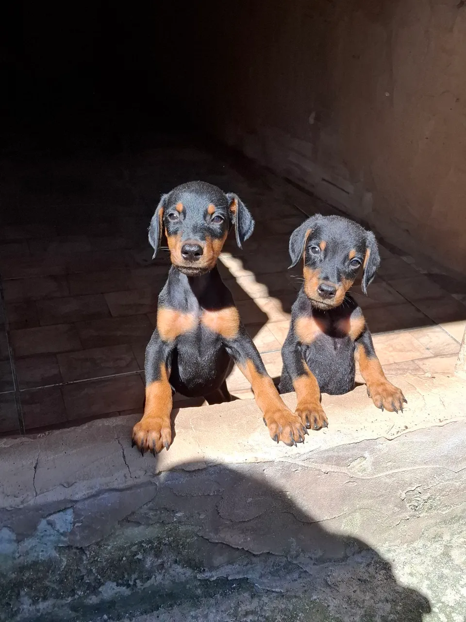 FILHOTE DE DOBERMAN EUROPEU