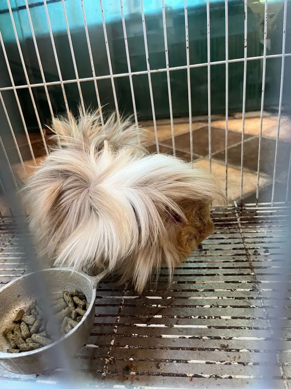 Porquinho da índia Peruano - Foto 3