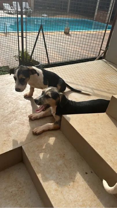 Filhote de cão disponível para adoção - Foto 2