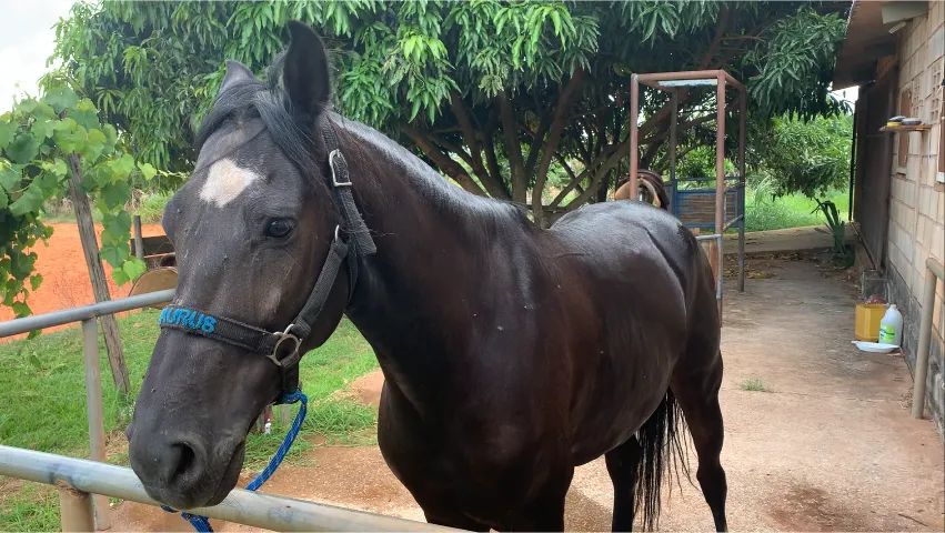 Cavalo Mangalarga Marchador Preto - Fator do Kelner - Dócil e Registrado. - Foto 5