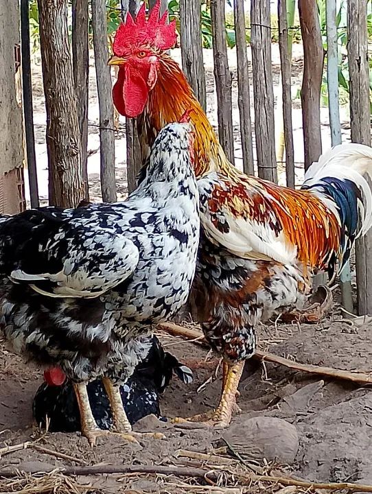 Ovos galados GSB  - Foto 3