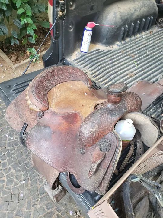 Sela americana  - Foto 6