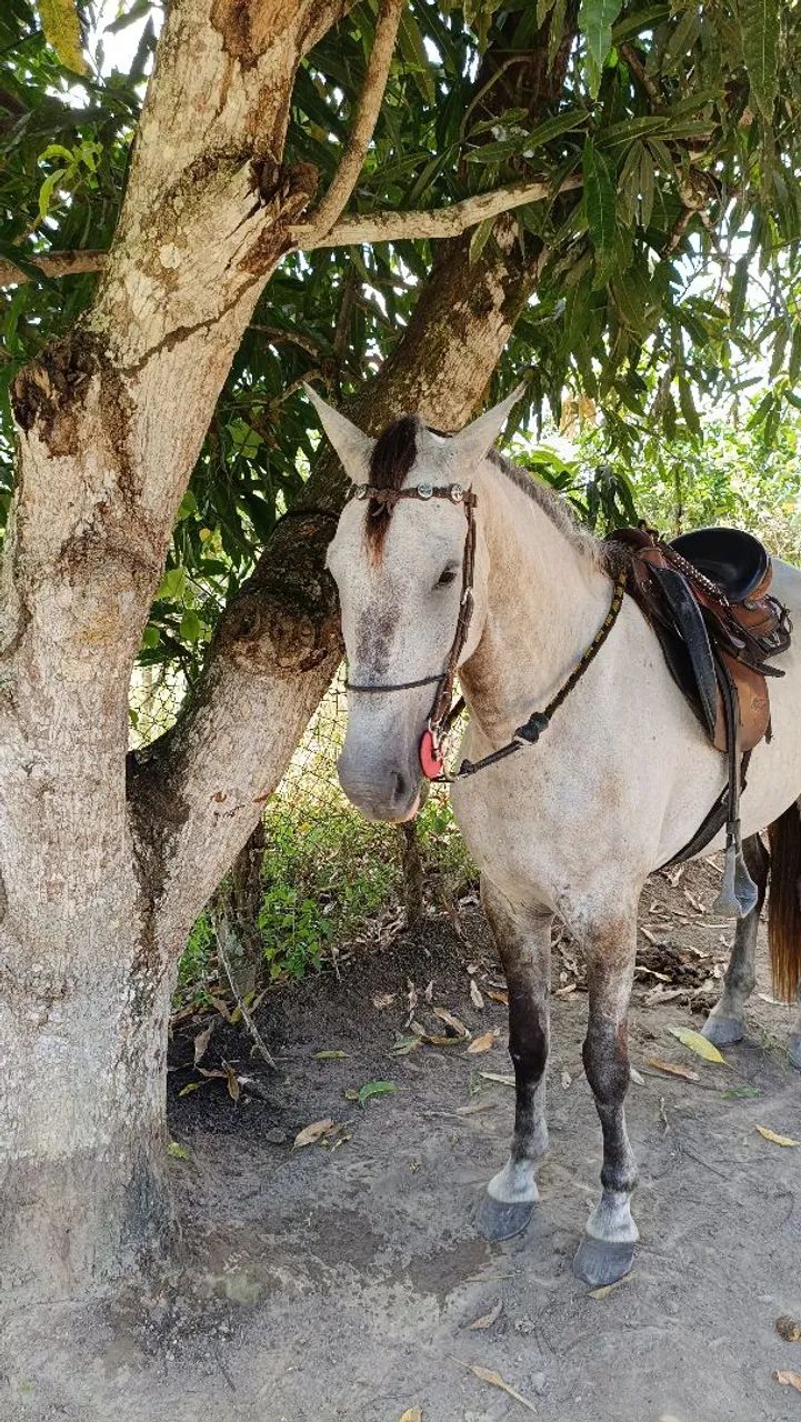 Cavalo Marcha Picada 7 anos - Foto 2