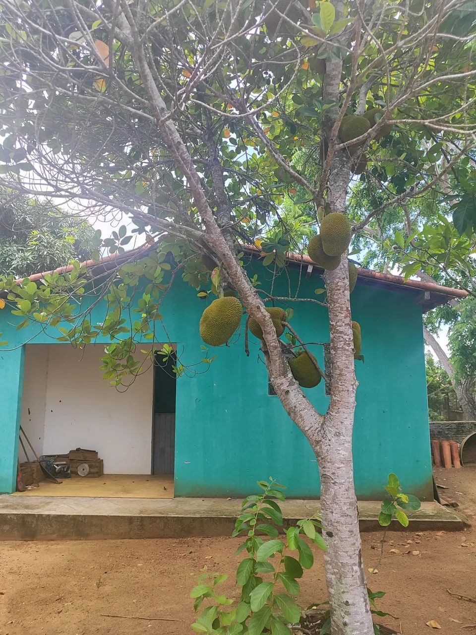 fazenda com 37 hectares em comum município de Monte Alegre estruturada - Foto 3