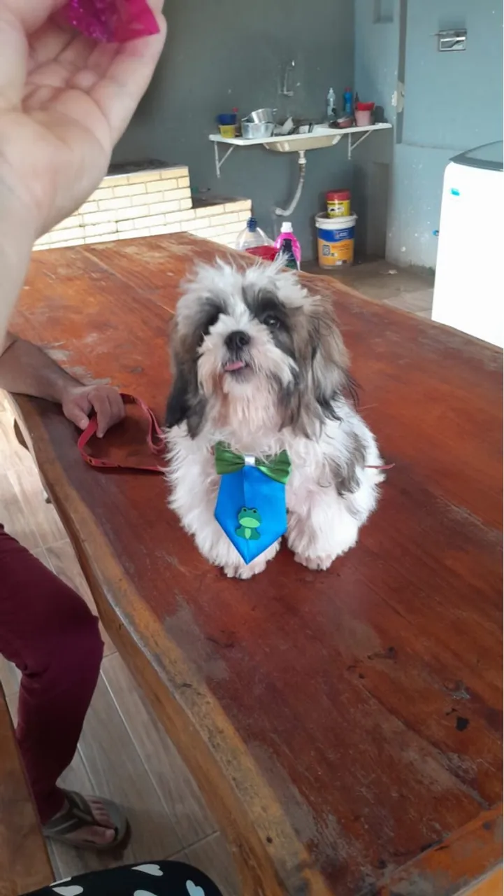 Shih Tzu Charmoso com Gravata