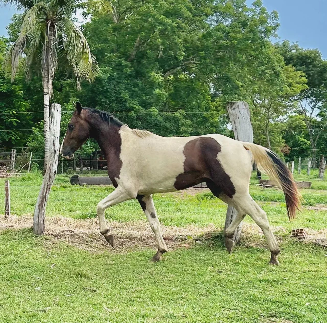 Cavalos PAINT HORSE - Foto 2