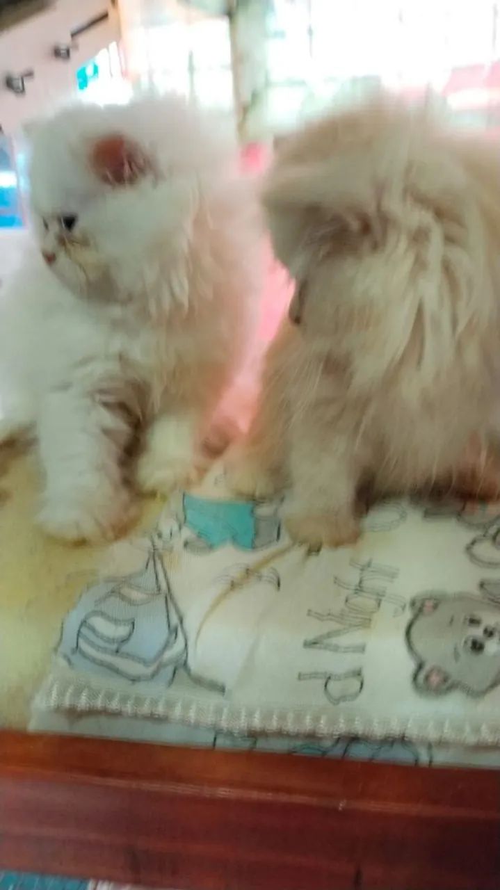 Filhote de gato persa  2 machos e 1 femea