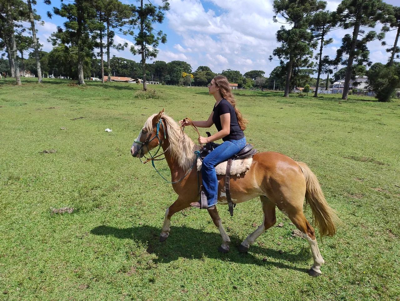 Cavalos crioulo, trote grande novo 6 anos  - Foto 3