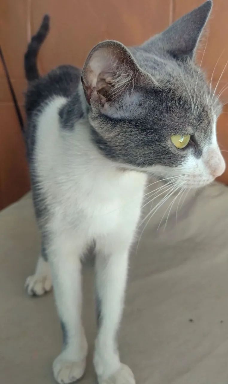 Frajola no ton cinza