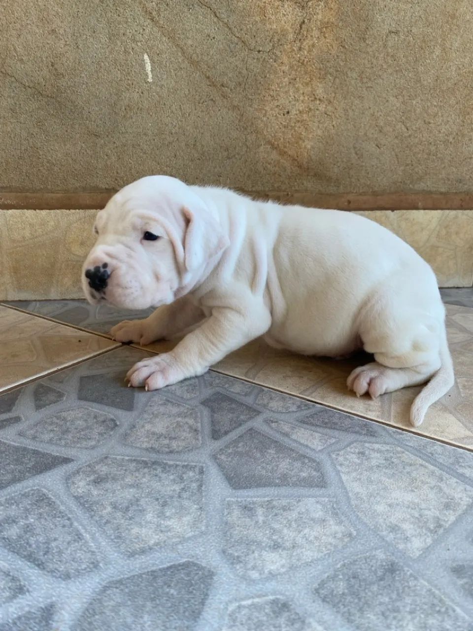 Filhote de Dogo Argentino