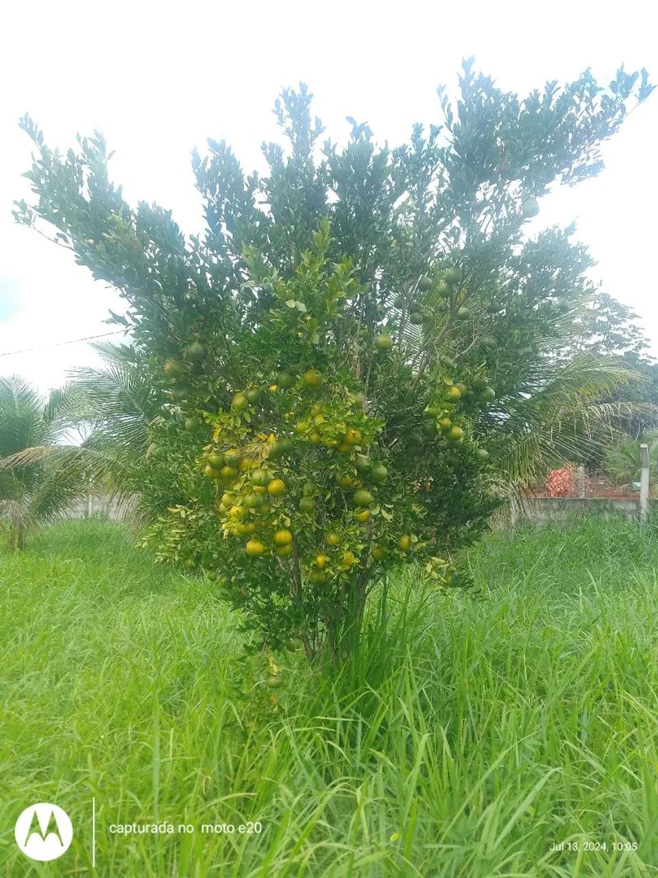 Vendo um sítio  - Foto 3