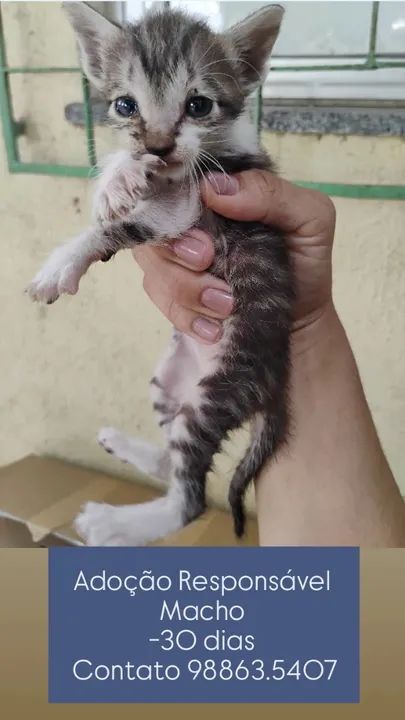 Gatinhos machos para Adoção Responsável  - Foto 2