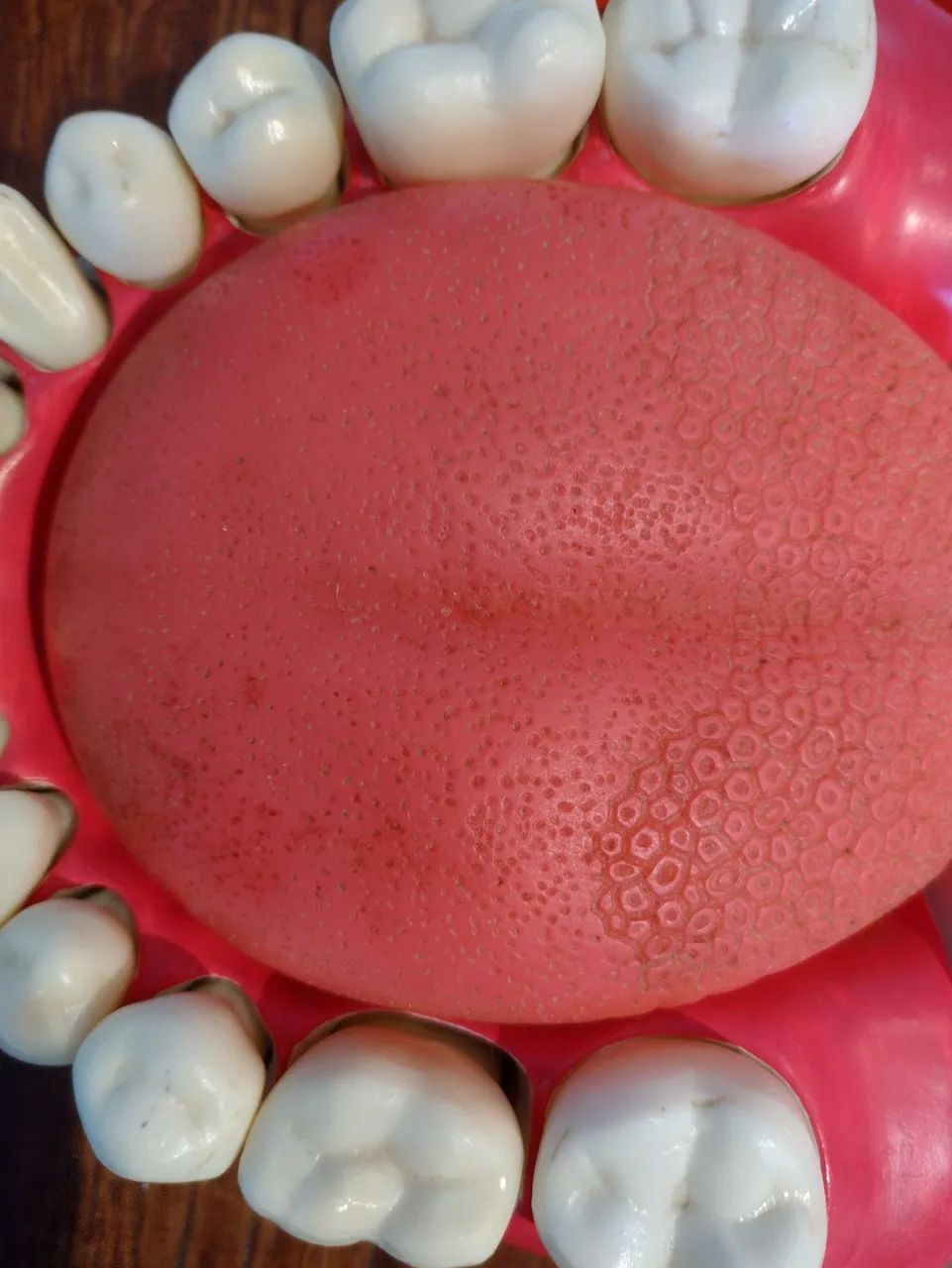 Manequim macro modelo de dentes - Foto 5