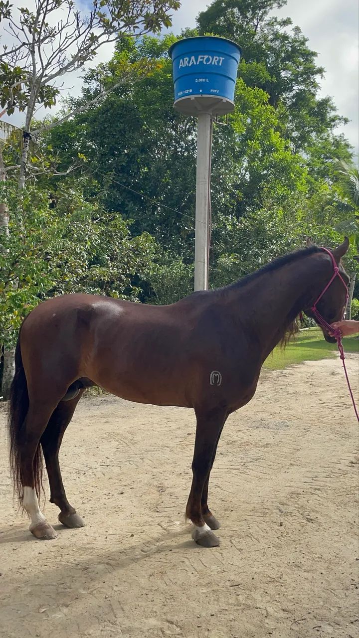 Cavalo manga larga puro,? Troco em moto do meu interesse! - Foto 3