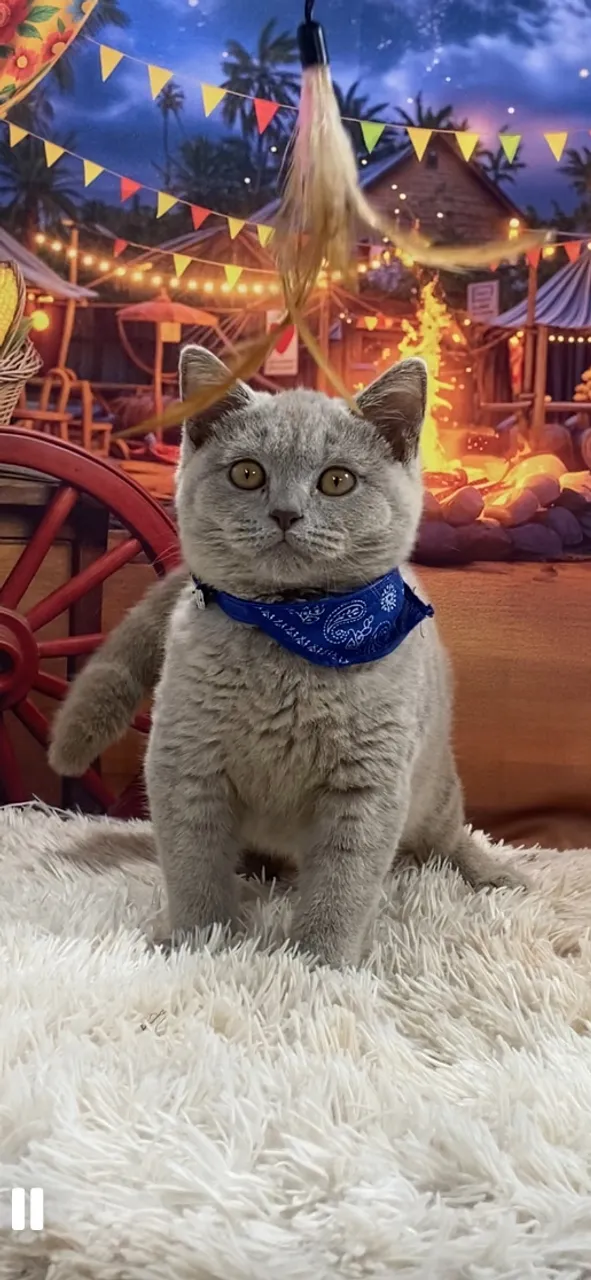 Filhote de British shorthair irresistível