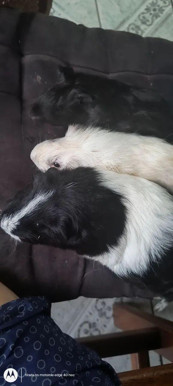 3 porquinhos da índia fêmea 