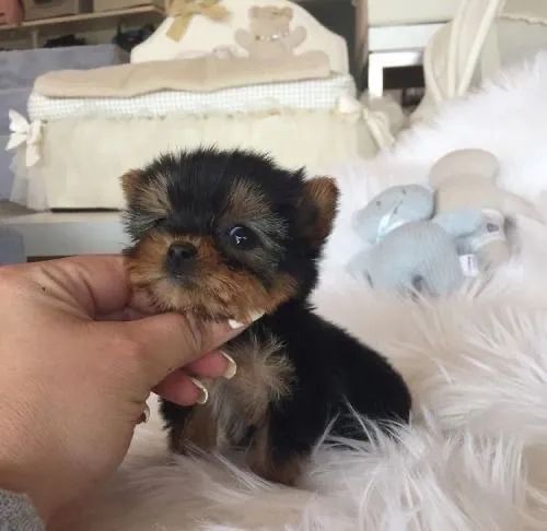 Yorkshire Terrier - Filhotes Delicados, Vacinados E Bem Socializados 